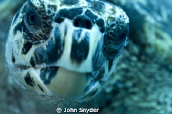 Turtle close up. No cropping. by John Snyder 